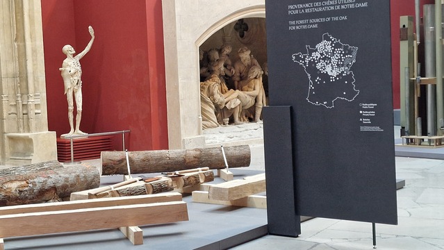 Exposition des chênes français utilisés pour la nouvelle charpente de la cathédrale - Crédit photo : V.K