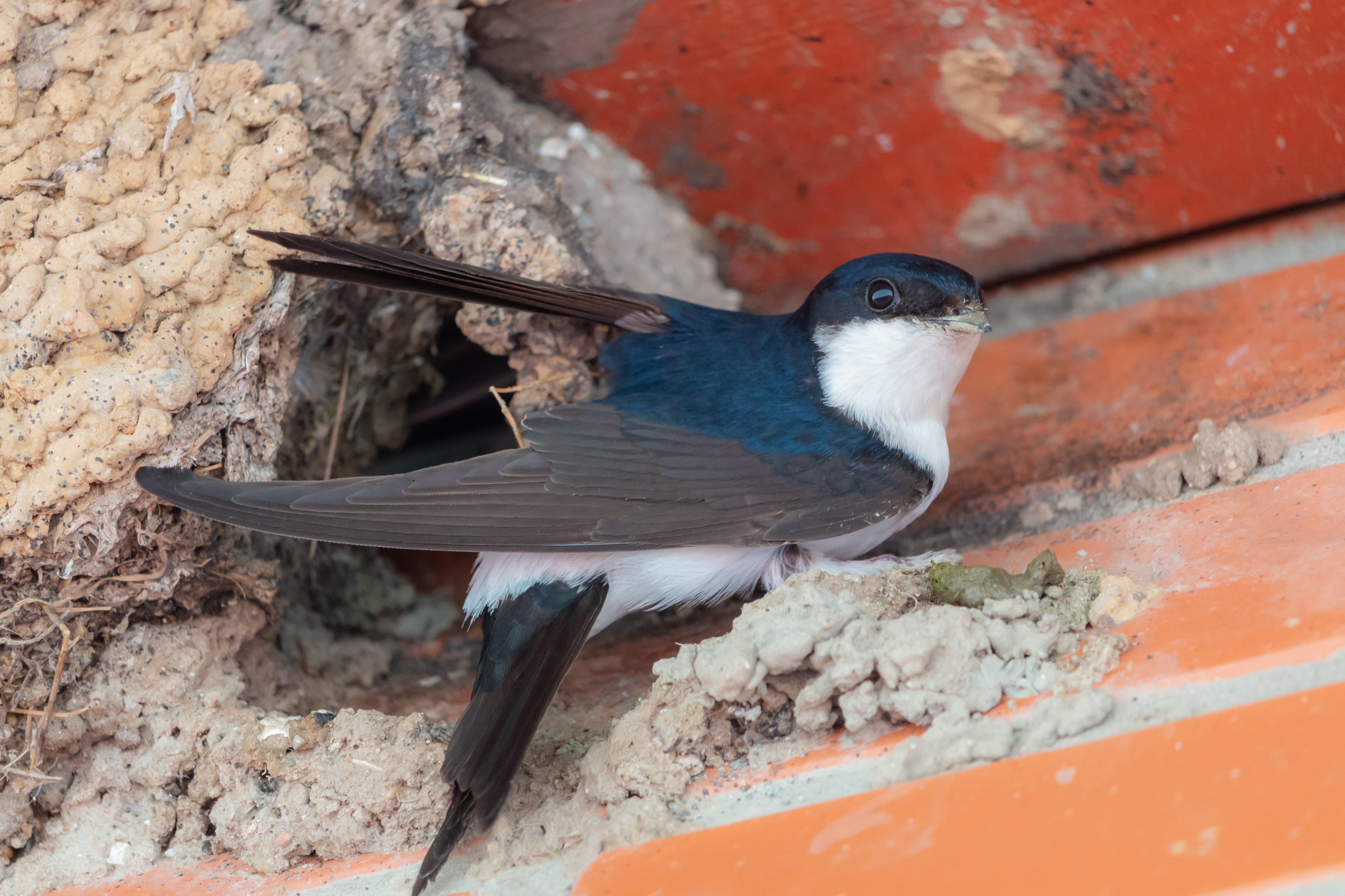 Hirondelle de fenêtre Adobe Stock