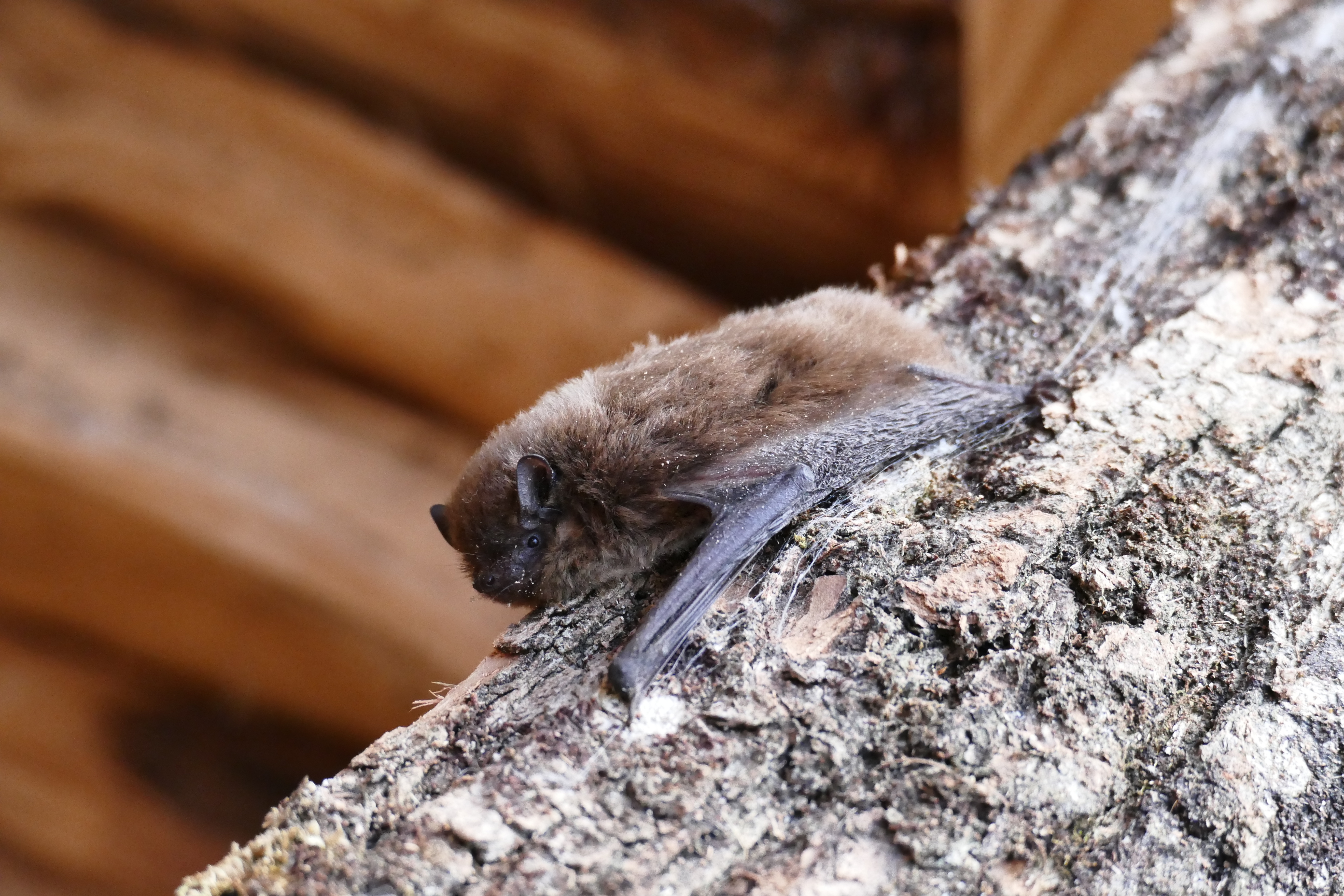 Pipistrelle commune Adobe Stock