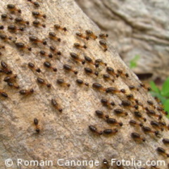 Un nouveau sité dédié aux termites - Batiweb