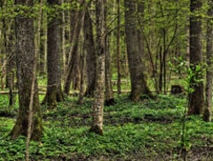 La forêt couvre 42% de la superficie des 27 de l'UE - Batiweb