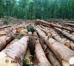 Tempête Klaus : 1 milliard d'euros de crédits pour la filière bois - Batiweb