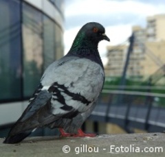 Expulsée pour sa passion des pigeons - Batiweb