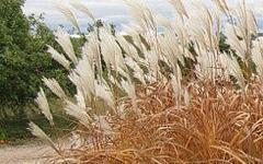 Une plante aux propriétés reconnues dans le bâtiment : le miscanthus Batiweb Une plante aux propriétés reconnues dans le bâtiment : le miscanthus Batiweb