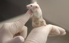 Etude d'impact acoustique d'une clinique pour souris  - Batiweb