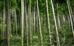 Le bambou, solution écologique pour la construction et l’aménagement - Batiweb