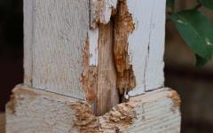 Retour sur la réglementation anti-termite en France - Batiweb