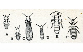 Lutte contre les termites : la révision du maillage ne fait pas consensus - Batiweb