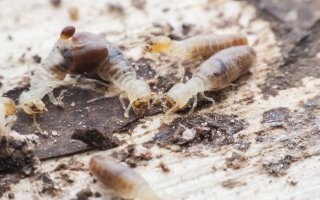 Lutte contre les termites : l'application du dernier décret pose problème (SNAPB) - Batiweb