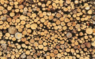 30 millions d’euros débloqués pour faciliter l'exploitation du bois - Batiweb
