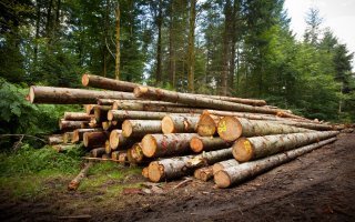 28 millions d’euros consacrés à la filière forêt-bois Batiweb 28 millions d’euros consacrés à la filière forêt-bois Batiweb