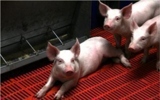 Bretagne : quand la chaleur des porcs permet d’économiser de l’énergie - Batiweb