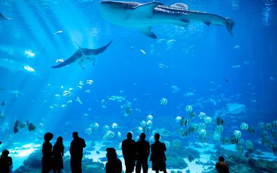 Le centre Océanopolis de Brest va entamer sa mue