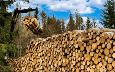 Le bois, ressource d’avenir en progression constante...