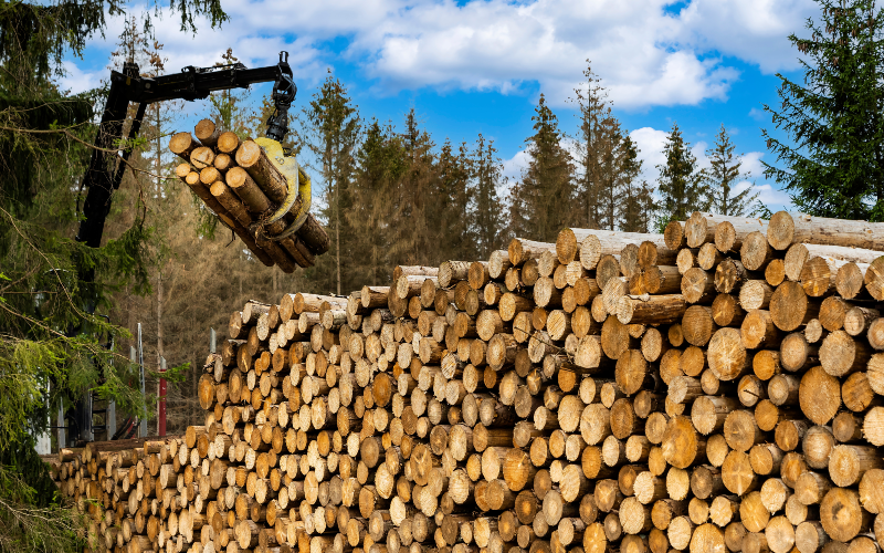 Le bois, ressource d’avenir en progression constante dans la construction - Batiweb