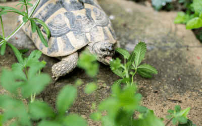 Destruction de tortues d'Hermann : prison...