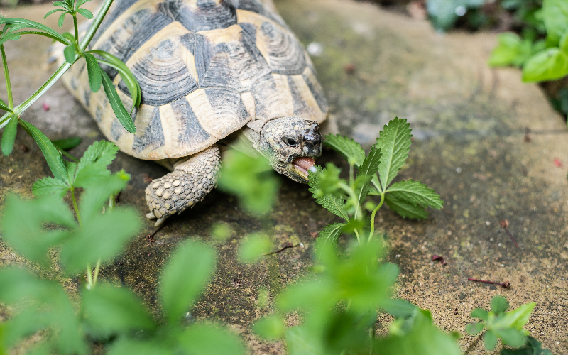 Destruction de tortues d'Hermann : prison avec sursis et amendes requises en appel - Batiweb