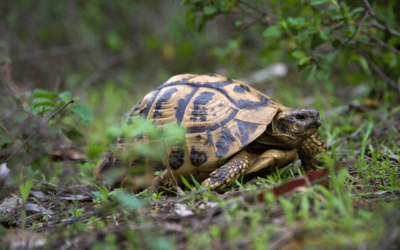 Destruction de tortues d'Hermann en Corse...