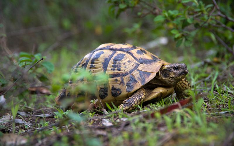 Destruction de tortues d'Hermann en Corse : condamnation en appel - Batiweb