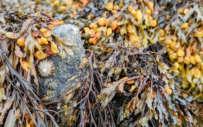 Biosourcés marins : des expérimentations font surface