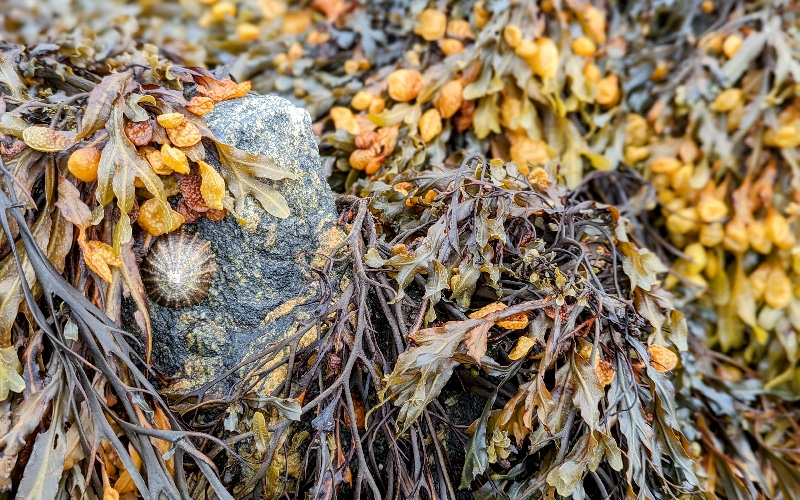 Biosourcés marins : des expérimentations font surface - Batiweb