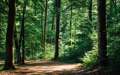 Quels moyens alloués à la filière forêt-bois...