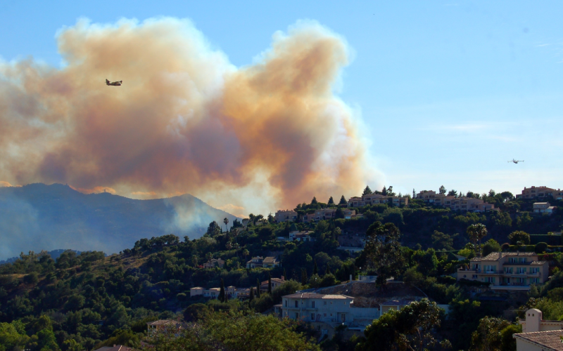 France Bois Forêt appelle à adapter les forêts au changement climatique - Batiweb