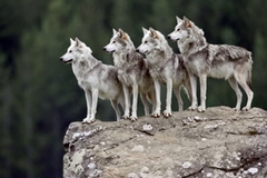 Les loups des parcs naturels de Bulgarie, nouvelle proie des requins de l'immobilier - Batiweb