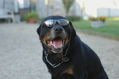 Les rottweiler sommés de faire la différence entre un élu et un intru !  - Batiweb