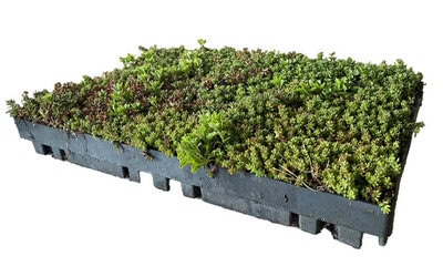 ECOSEDUM PACK : bac précultivé pour toiture...