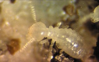 Protection des constructions neuves contre les termites : une obligation légale pour tous les acteurs du bâtiment ! Batiweb Protection des constructions neuves contre les termites : une obligation légale pour tous les acteurs du bâtiment ! Batiweb
